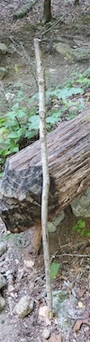 A photograph of my stick.